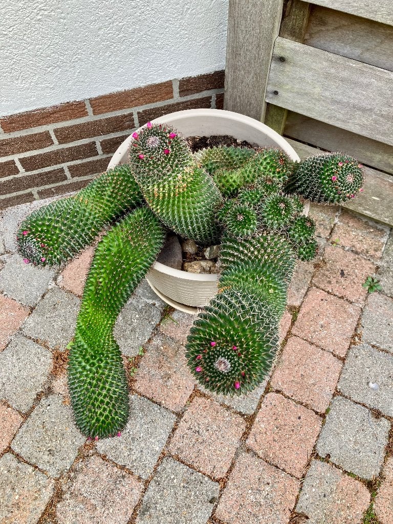 Volgroeide Mammillaria polythele (tepelcactus), Enlèvement, Cactus