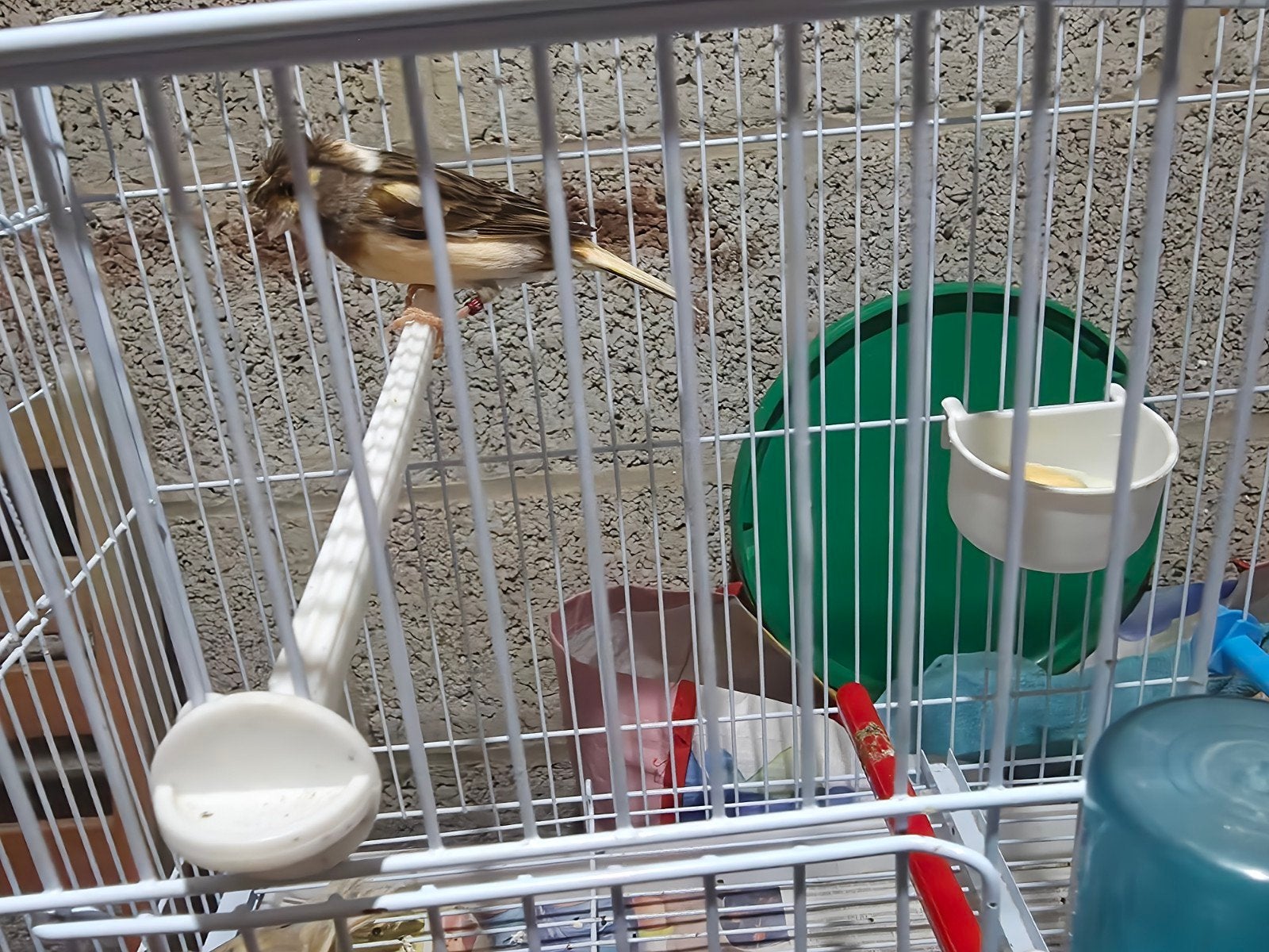 3 poppen en 2 mannen te koop voor €100, Dieren en Toebehoren, Vogels | Kanaries