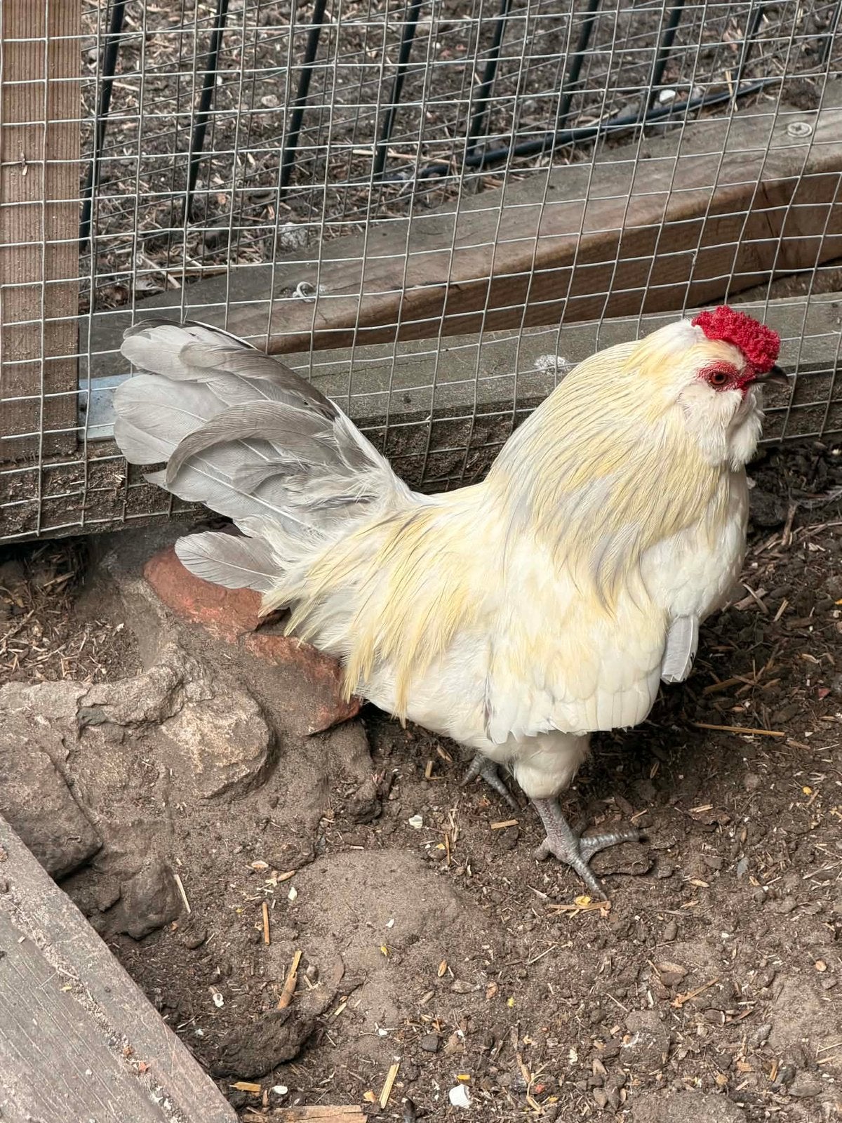 Baardkriel haan, Dieren en Toebehoren, Mannelijk, Kip