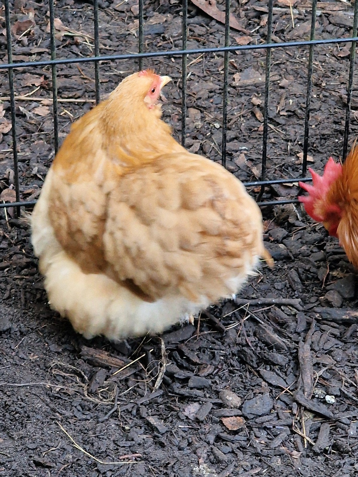 cochin kriel, Plusieurs animaux, Poule ou poulet