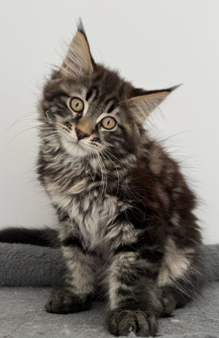 Maine Coon kittens, Dieren en Toebehoren, Meerdere dieren, Gechipt, 0 tot 2 jaar