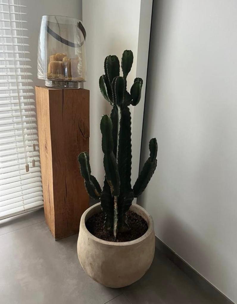 Cactus in pot ( euphorbia), Enlèvement, Cactus, En pot