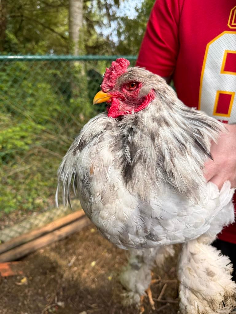 Brahma haan wit gepareld, Dieren en Toebehoren, Mannelijk, Kip