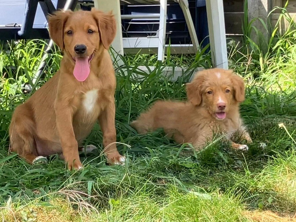 toller pups, beide ouders zijn genetisch getest een aanwezig, Dieren en Toebehoren, Honden | Retrievers, Spaniëls en Waterhonden