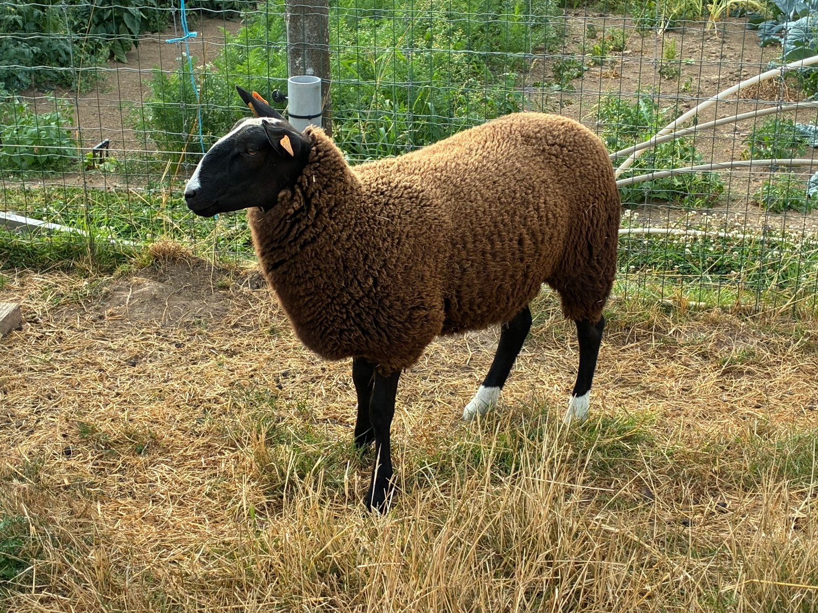 Zwartbles ooilammeren