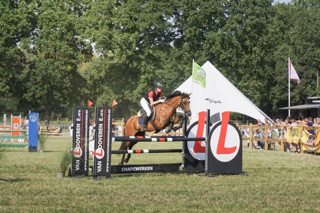 toffe allround D-pony, Avec pedigree, 11 ans ou plus, Hongre, L