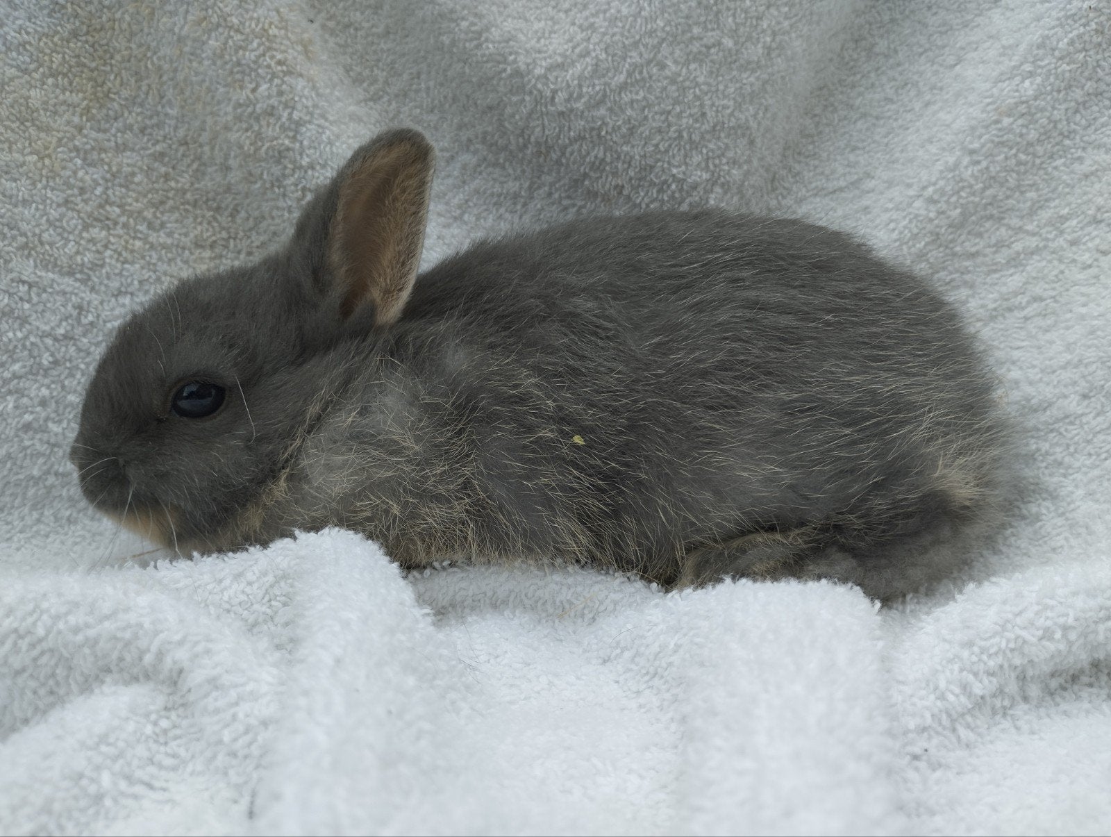 Konijntjes te koop, Dieren en Toebehoren, Konijnen, Vrouwelijk, Klein, 0 tot 2 jaar