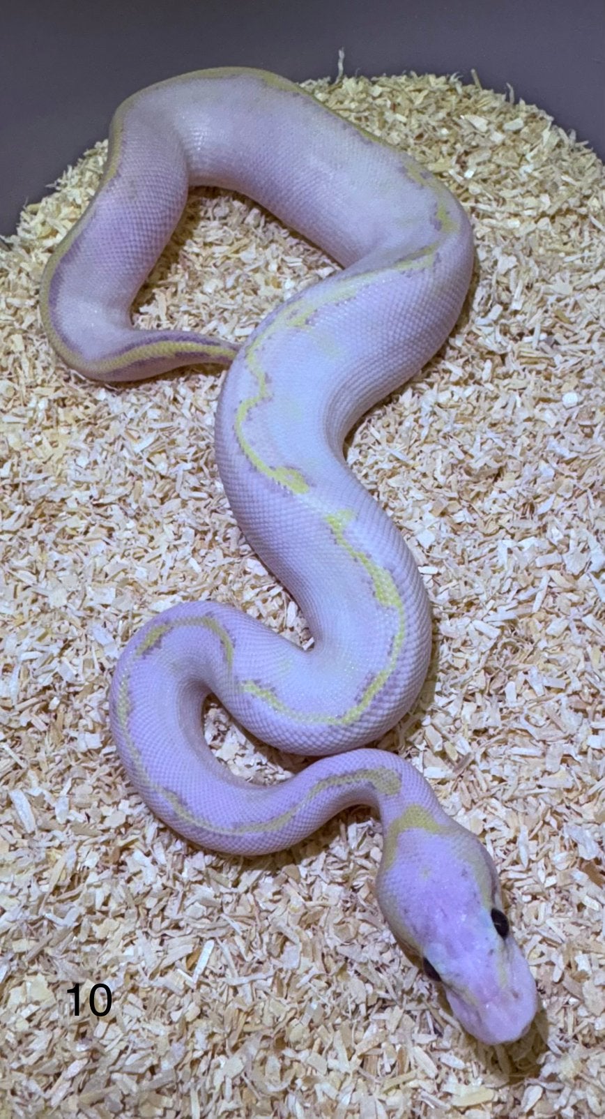 Python Regius Ivory Enchi Vanille