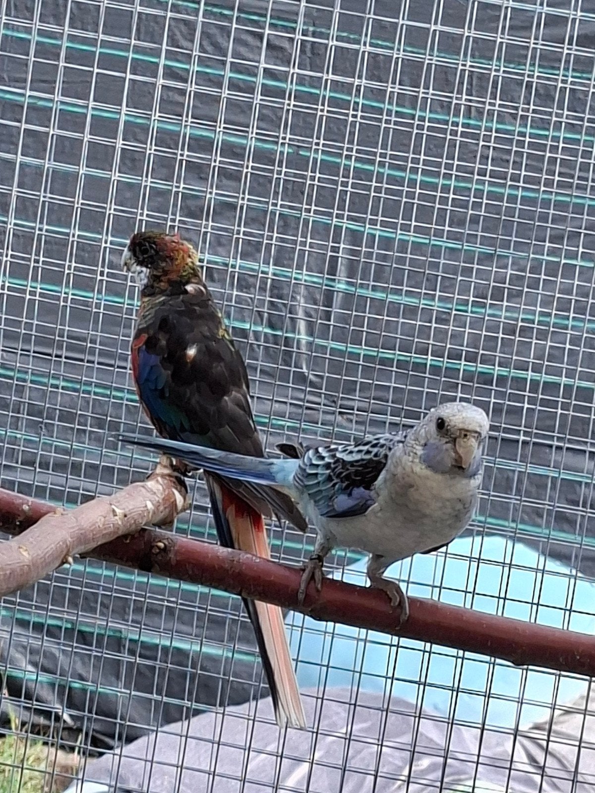 rosella parkieten