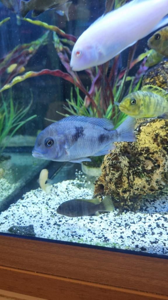 Malawi cichliden mix
