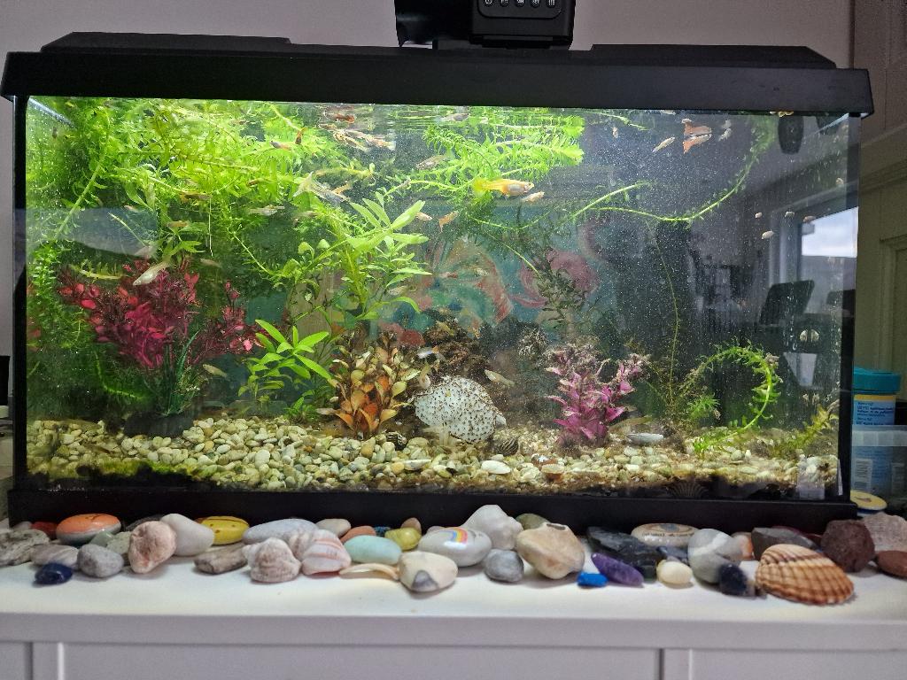 JUWEL  aquarium, Comme neuf, Enlèvement, Poissons inclus, Juwel