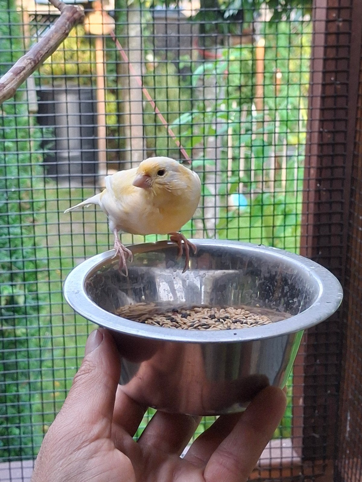 kanarie pop, Dieren en Toebehoren
