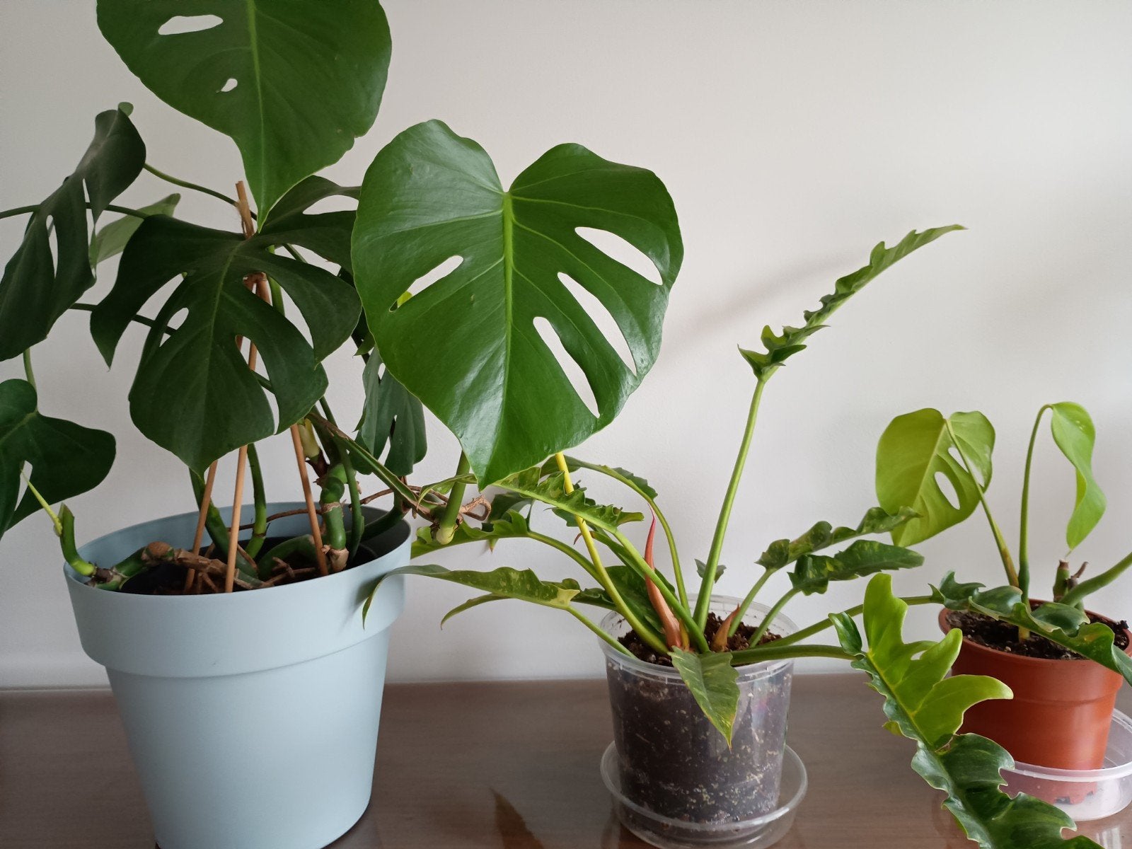 3 kamerplanten te koop, Ophalen