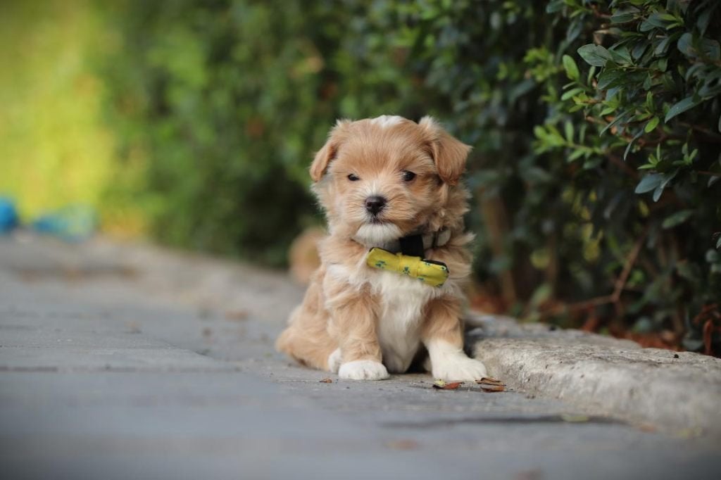 Chiots Maltipoo, mélange maltais x caniche, Animaux & Accessoires, Chiens | Chihuahuas & Chiens de compagnie, Plusieurs animaux
