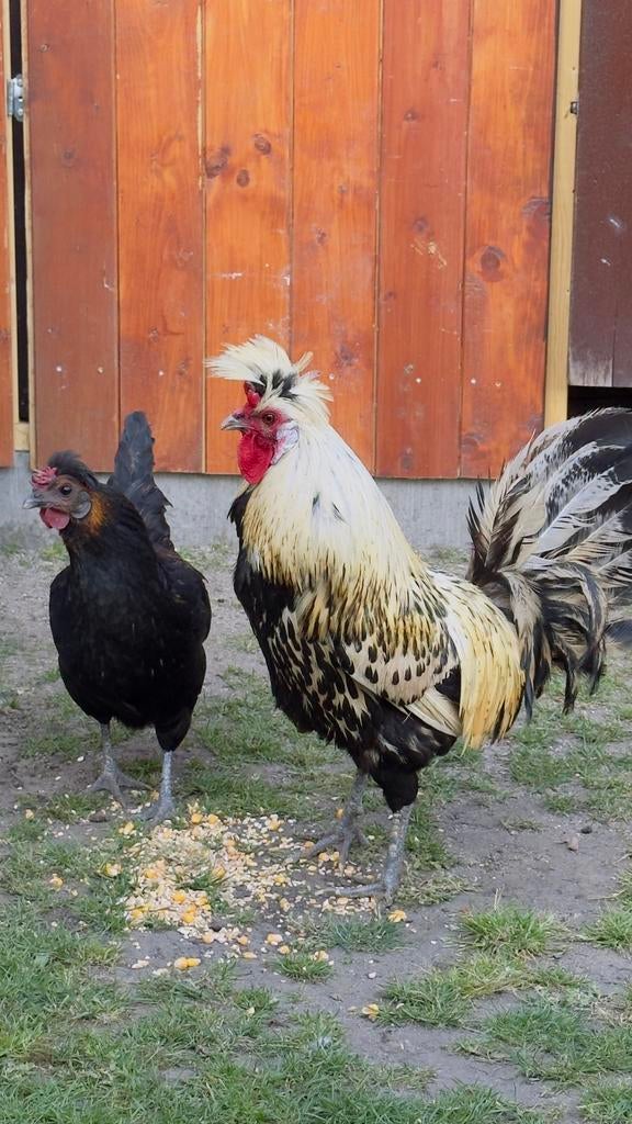Appenzeller spitskuif koppel, Dieren en Toebehoren, Pluimvee, Kip