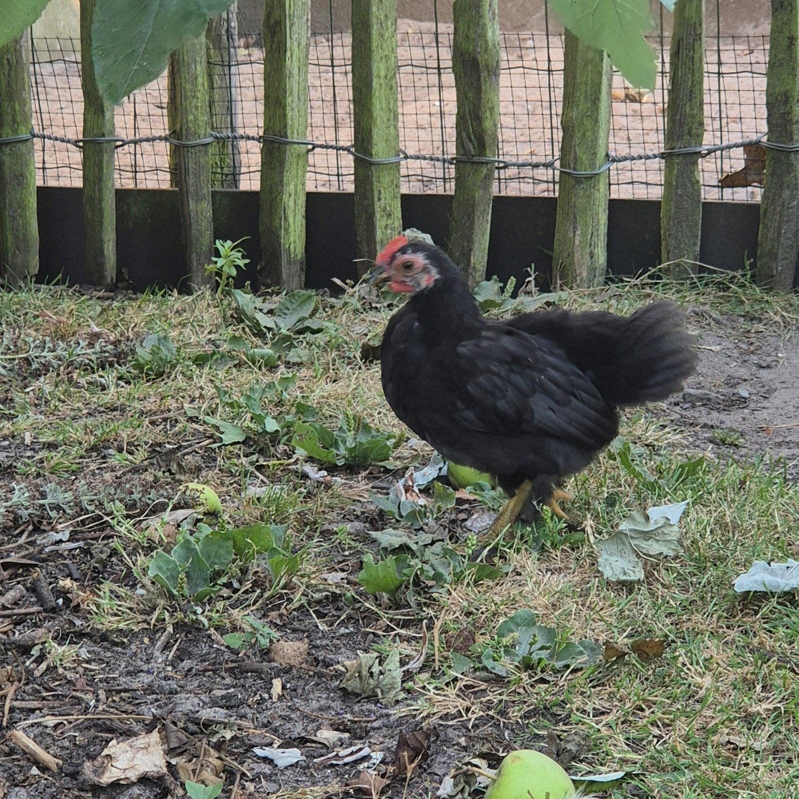 Haantje kruising chabo x cochin kriel, Dieren en Toebehoren, Pluimvee