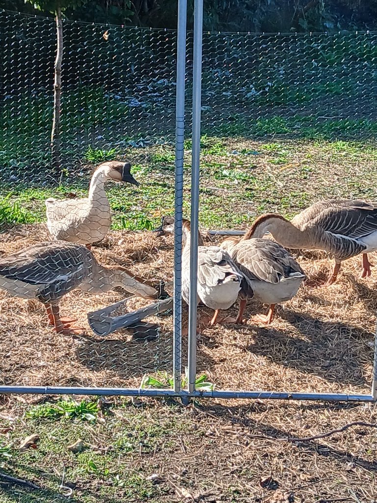 Chinese knobbelganzen, Dieren en Toebehoren, Meerdere dieren, Gans of Zwaan