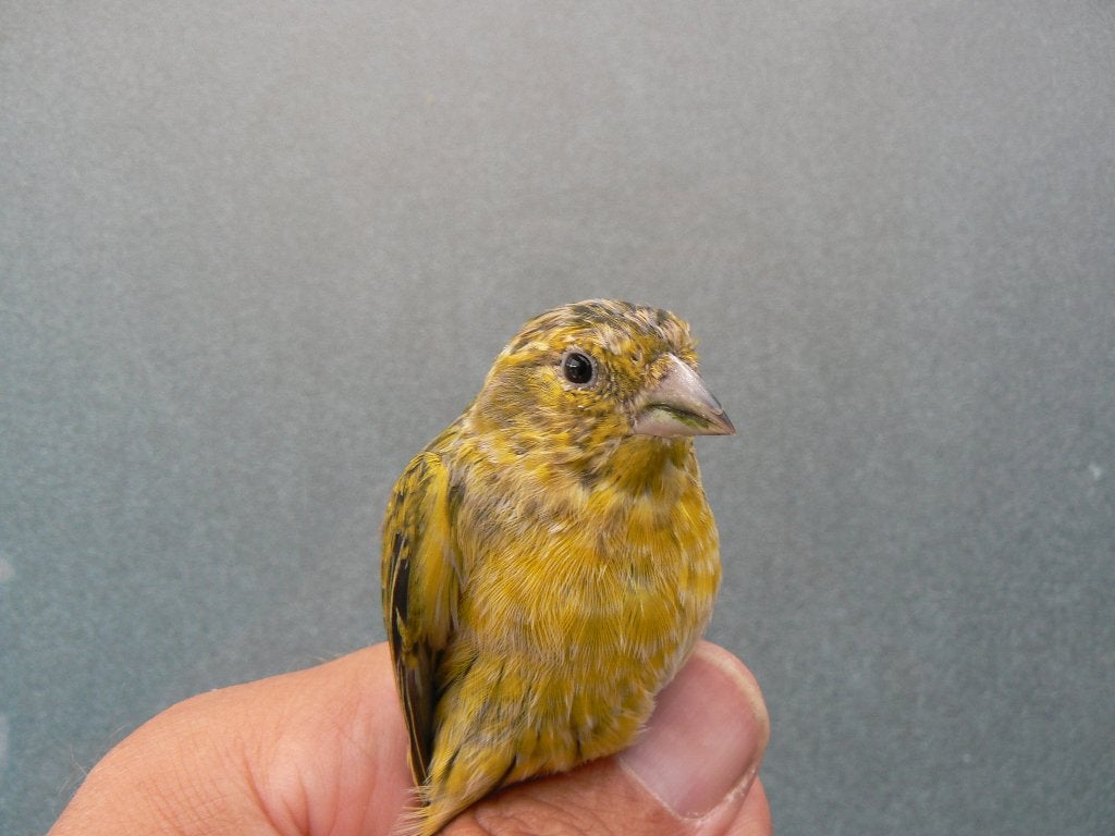 sijs x kanarie, Animaux & Accessoires, Oiseaux | Canaris, Mâle, Bâtard