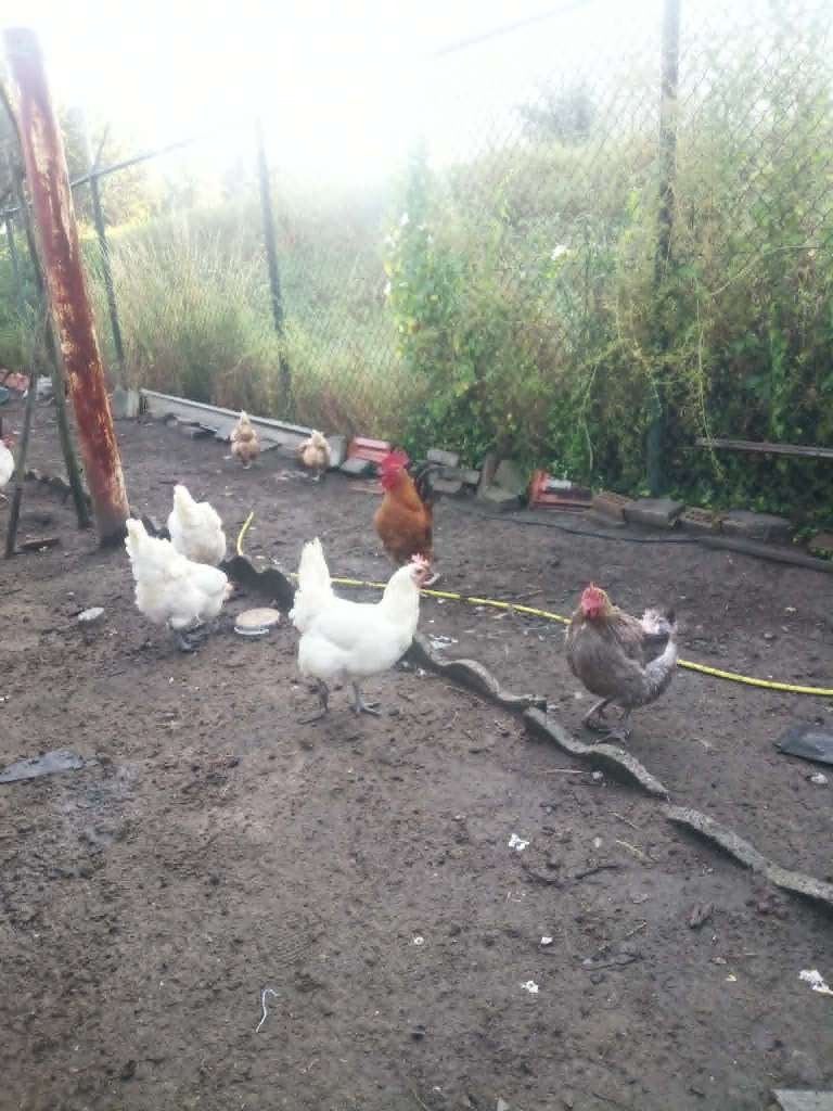 kippen, Dieren en Toebehoren, Vrouwelijk, Kip