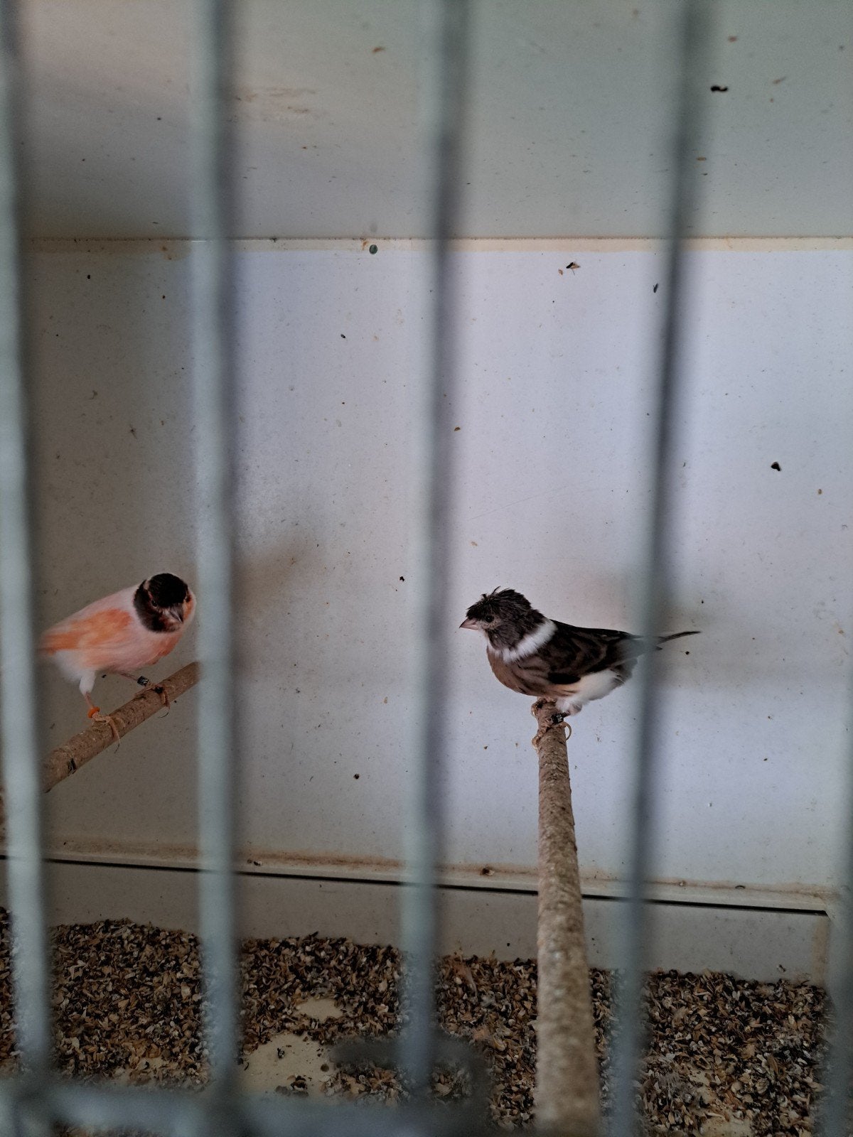 a vendre couple de canaris arlequin portugais :50€, Animaux & Accessoires