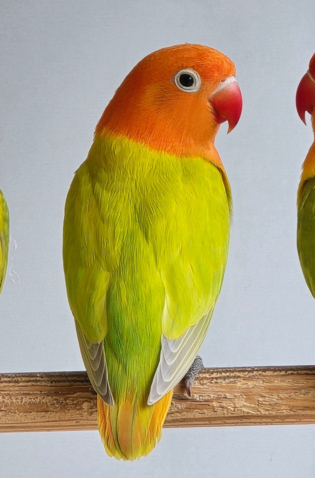 Groen Dilute Opaline//Blauw Fischeri 2026, Geslacht onbekend, Dwergpapegaai of Agapornis, Geringd