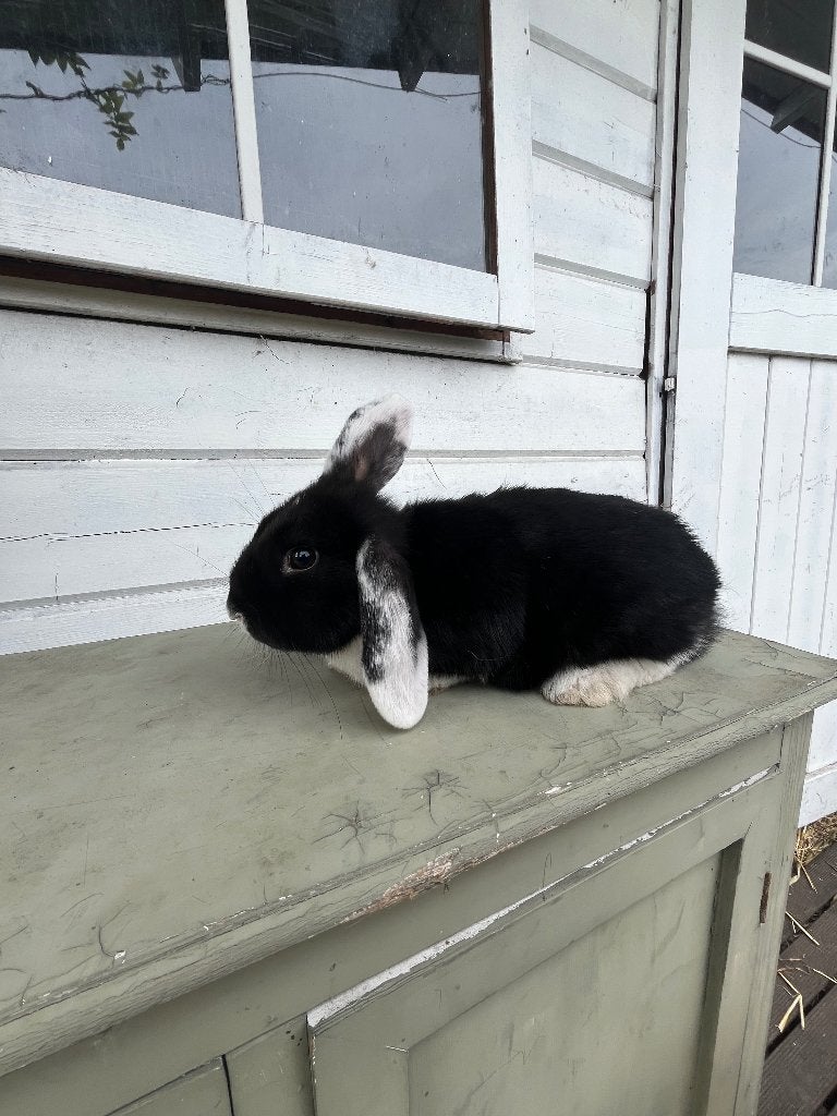 Hollandse hangoor x Franse hangoor konijntje, Dieren en Toebehoren, Konijnen, Vrouwelijk, Klein, Hangoor, 0 tot 2 jaar