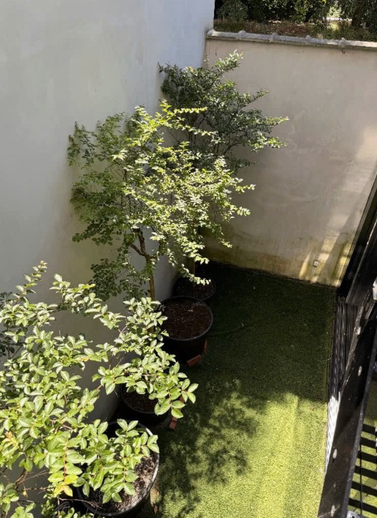 Lagerstroemia - Indische Seringen te koop, Jardin & Terrasse, En pot, Plein soleil, Autres espèces, Enlèvement
