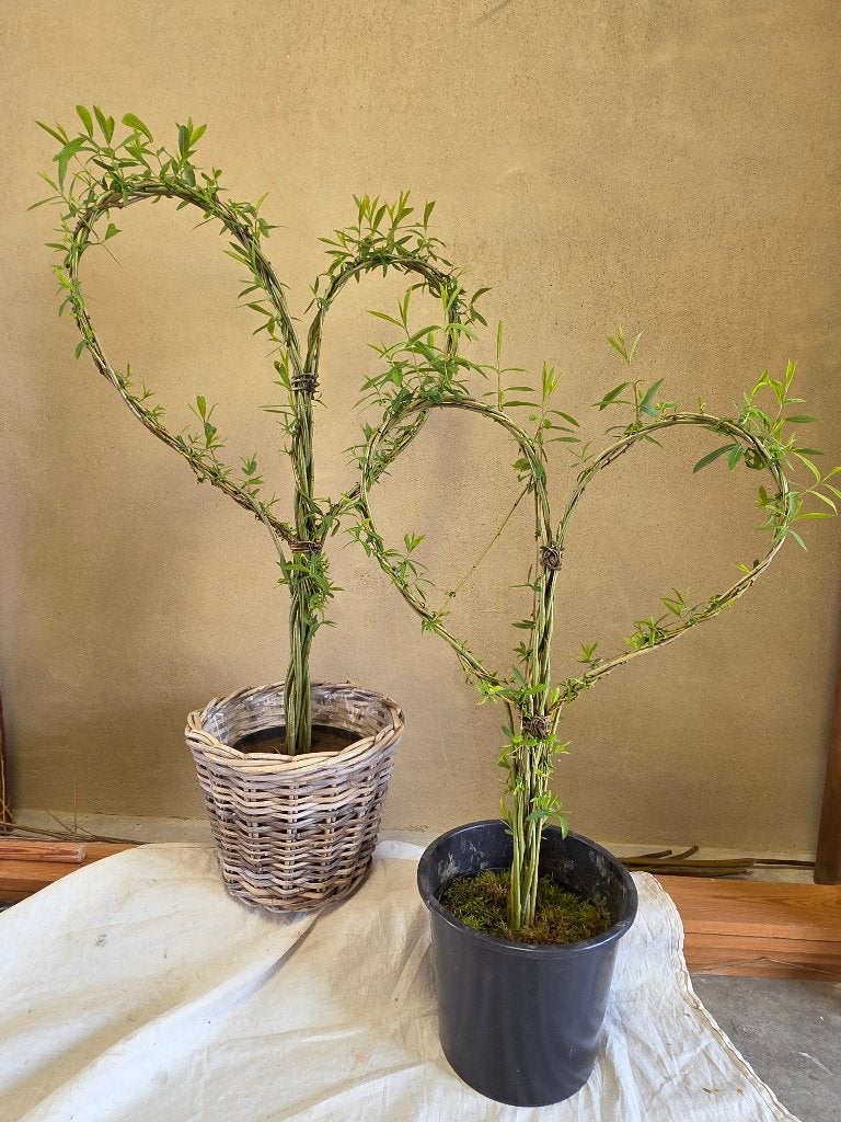 Coeurs en saule vivant, Jardin & Terrasse, Plantes | Jardin, Plante fixe, Autres espèces, Enlèvement