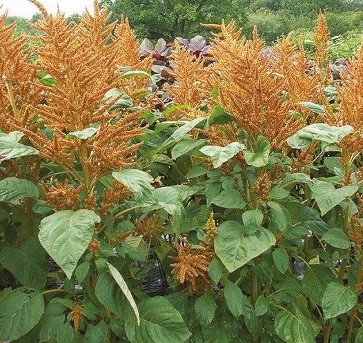 "Golden" amarant, Tuin en Terras, Planten | Tuinplanten, Ophalen, Volle zon, Groenteplanten, Eenjarig