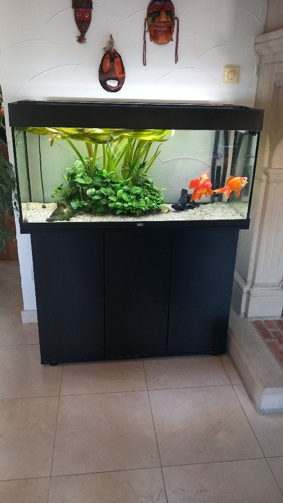 Aquarium Rio 180 met siergoudvissen, Dieren en Toebehoren, Ophalen, Gebruikt, Pomp, Gevuld zoetwateraquarium