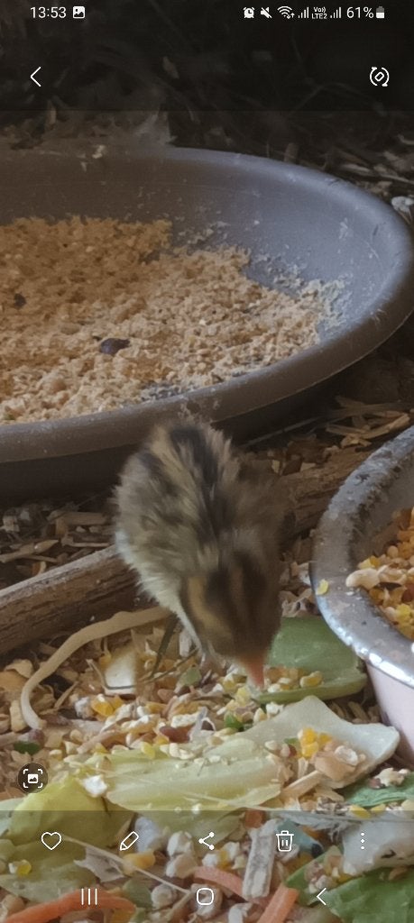 Chinese dwergkwartels, Dieren en Toebehoren, Pluimvee, Meerdere dieren, Overige soorten