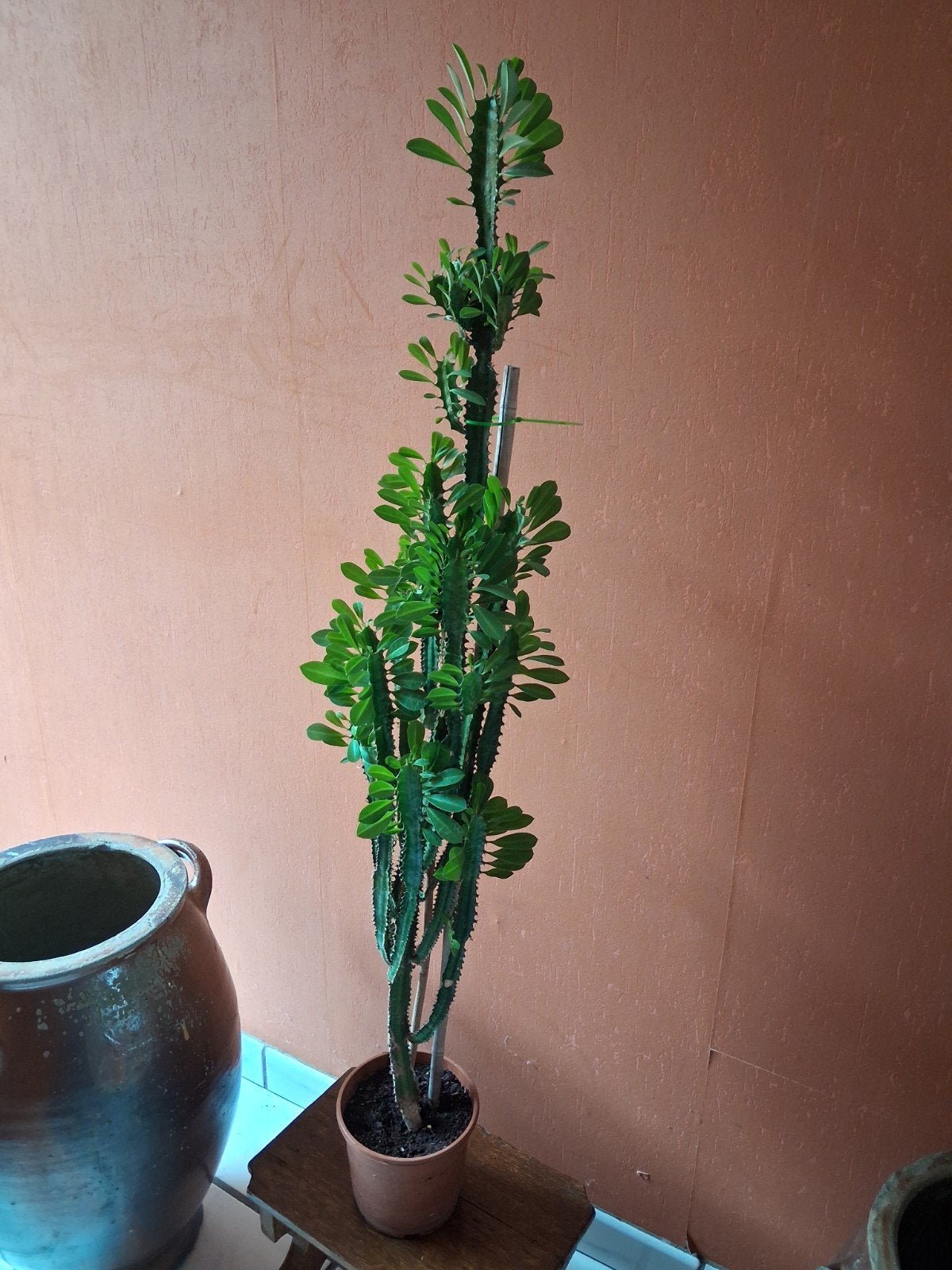 Cactus mince avec beaucoup de ramifications très feuillu, Ophalen, Cactus, 100 tot 150 cm