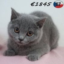 British Shorthair - adorables chatons à vendre, Animaux & Accessoires, Chats & Chatons | Chats de race | Poil ras, Plusieurs animaux