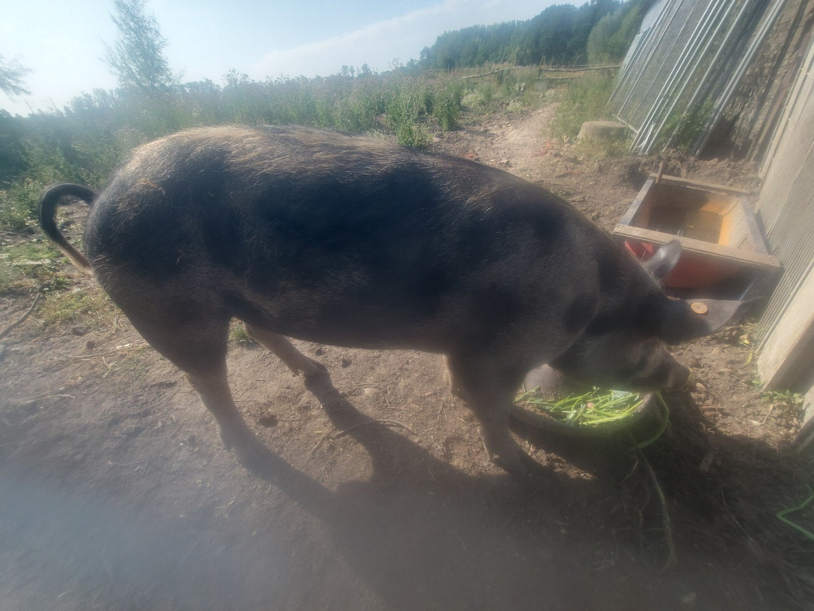 Pitrain x duroc beer, Dieren en Toebehoren