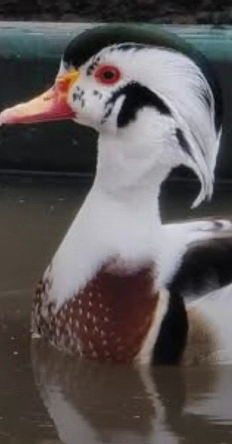 bonte carolina eenden, Dieren en Toebehoren, Pluimvee, Eend