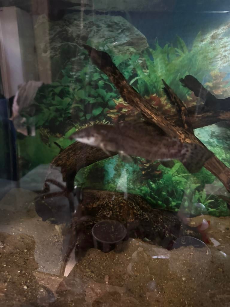 4Poisons, Dieren en Toebehoren, Vissen | Aquariumvissen, Vis, Zoetwatervis