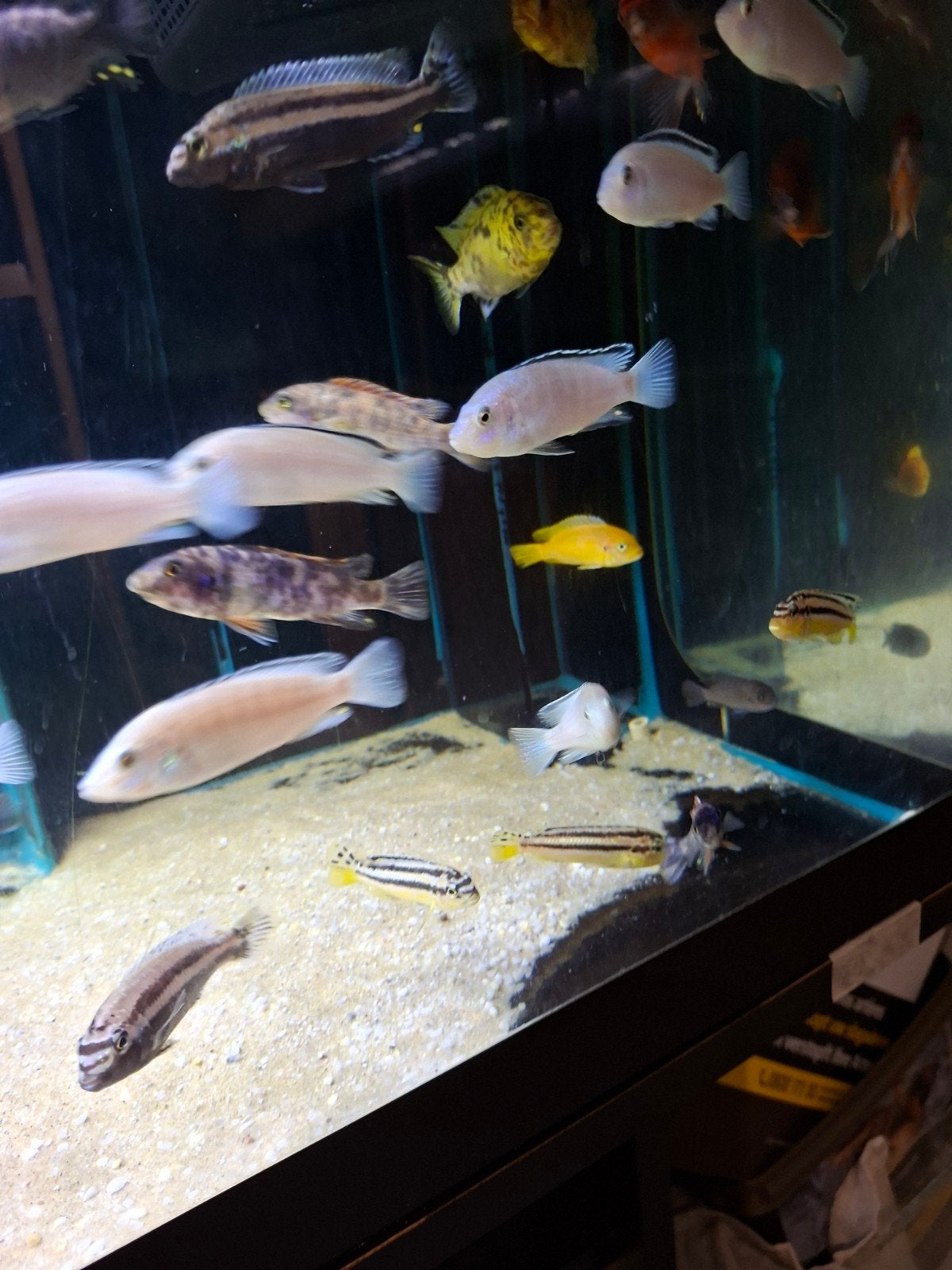 Cichlides malawi labidochromis nhkata