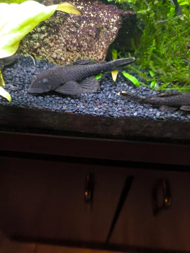 Algeneter, Dieren en Toebehoren, Vissen | Aquariumvissen