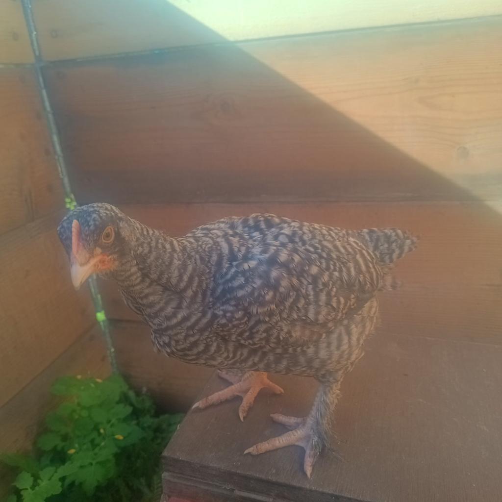 Jonge haantjes, Dieren en Toebehoren
