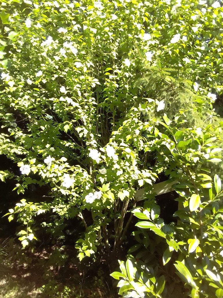 Hibiscus Syriacus, Tuin en Terras, Planten | Tuinplanten, Ophalen, Vaste plant, Overige soorten