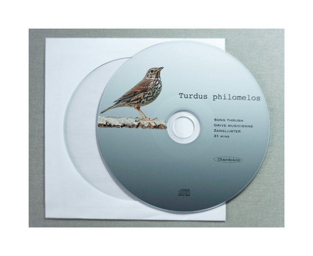 Zanglijster, Mâle, Oiseau chanteur sauvage, Domestique