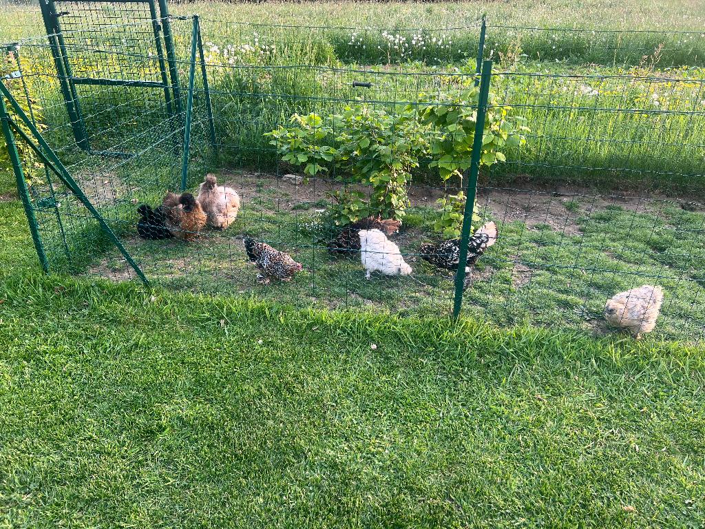 Poulailler avec poules, Enlèvement, Utilisé, Poulailler