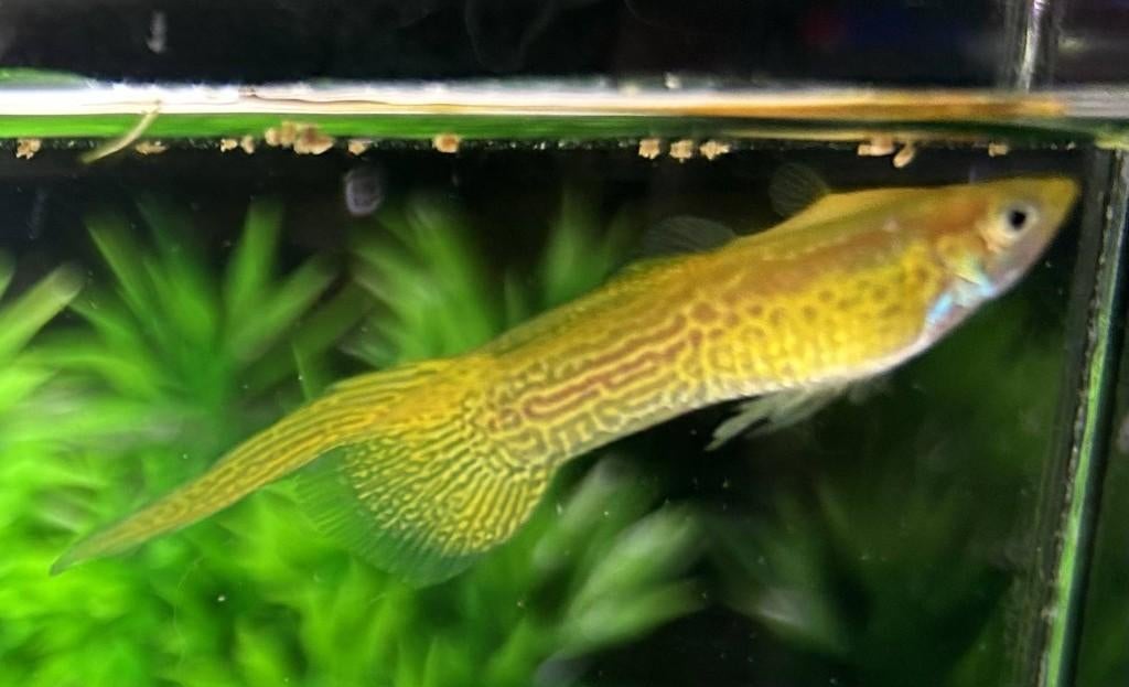 Cobra swordtail blond guppy, Poisson, Poisson d'eau douce, Banc de poissons
