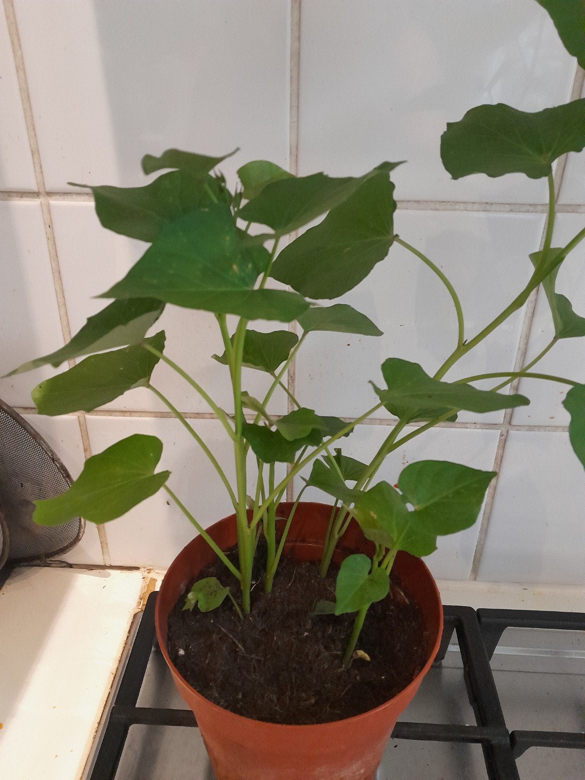 Plantes : patate douce, Enlèvement