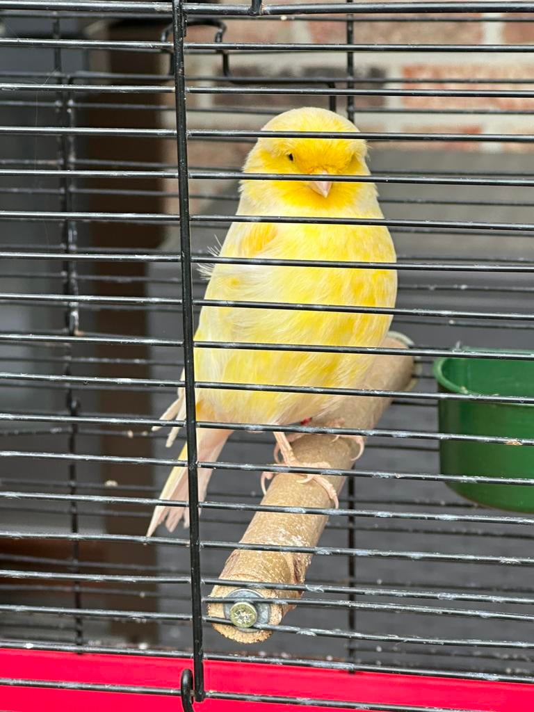 Gloster consort man, Dieren en Toebehoren