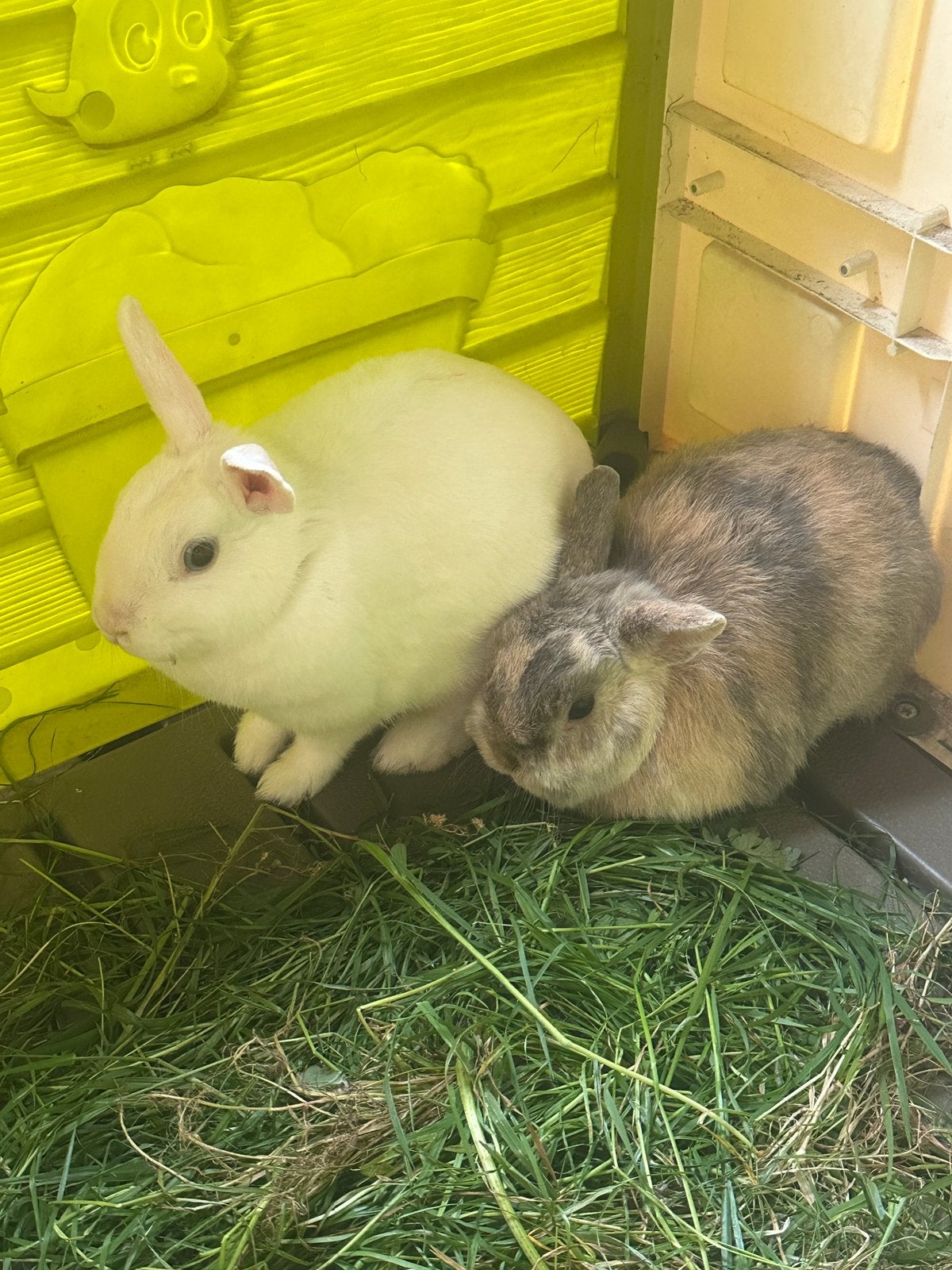 lapins et cage, Animaux & Accessoires, Mâle