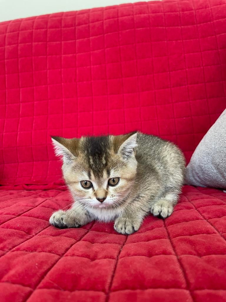 Britse korthaar kittens, Meerdere dieren, Gechipt, 0 tot 2 jaar