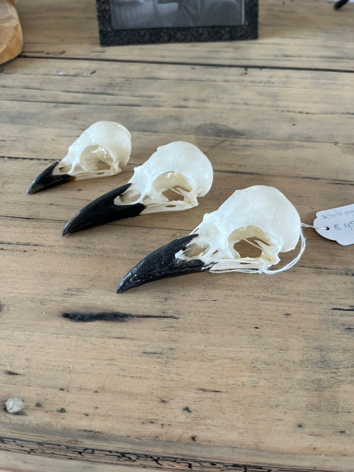 Set en forme de corbeau, Enlèvement, Comme neuf, Oiseaux, Crâne