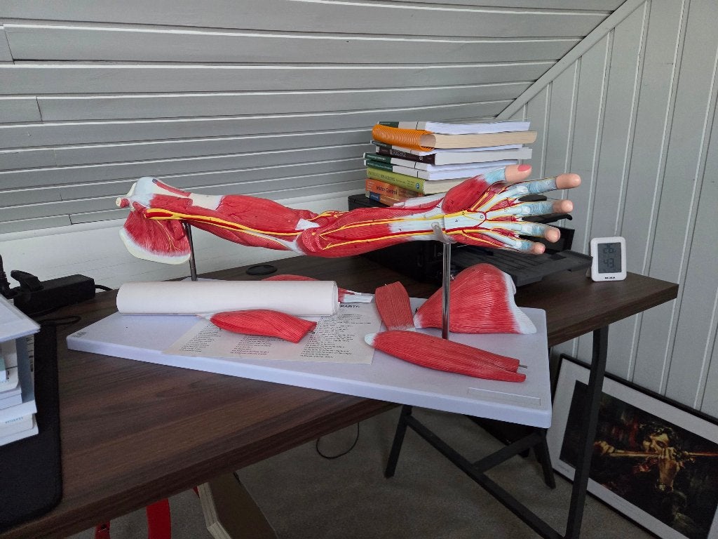 Anatomische skeletarm met spieren en zenuwen, Ophalen, Nieuw