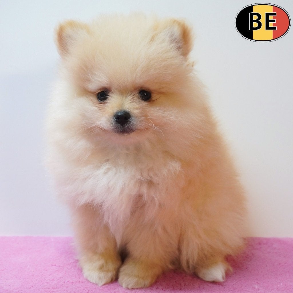 Kleine keesjes, vol liefde en vreugde - te koop (Belgisch), Dieren en Toebehoren, België, CDV (hondenziekte), 8 tot 15 weken, Meerdere